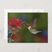 雄ルビーの喉を持つハミングバード ポストカード (正面/裏面)