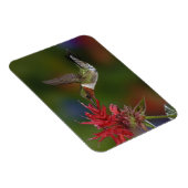 雄ルビーの喉を持つハミングバード マグネット (右側)