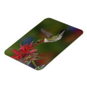 雄ルビーの喉を持つハミングバード マグネット (左側)