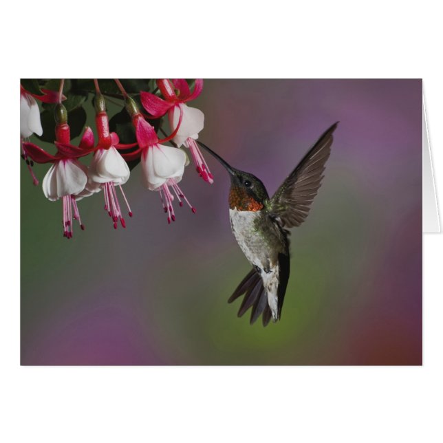 雄ルビーの喉を突いたハミングバード、アルキロコス (正面横)