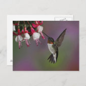 雄ルビーの喉を突いたハミングバード、アルキロコス ポストカード (正面/裏面)