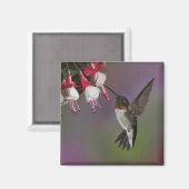 雄ルビーの喉を突いたハミングバード、アルキロコス マグネット (正面/裏面)