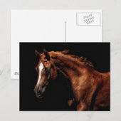 雄大なアラビア種 ポストカード (正面/裏面)