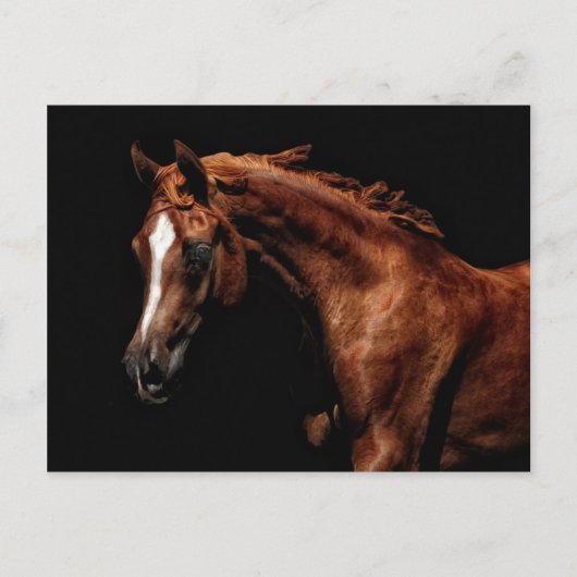 雄大なアラビア種 ポストカード (正面)
