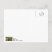 雄大なエンジェルオーク ポストカード (裏面)