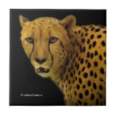 雄大なチーターとの視線の交錯 タイル (正面)