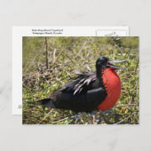 雄大なフリゲート鳥 ポストカード (正面/裏面)