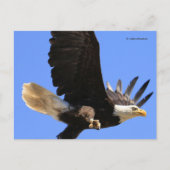 雄大な禿げたワシが空を飛ぶ ポストカード (正面)