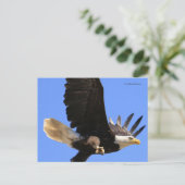 雄大な禿げたワシが空を飛ぶ ポストカード (スタンド正面)