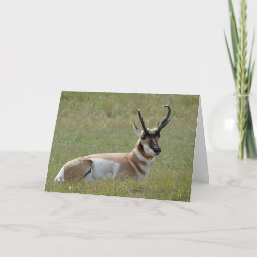 雄威厳のあるプロングホーン,カスター, SD - カード (正面)