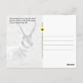 雄威厳のあるプロングホーン，カスター， SD - ポストカード (裏面)