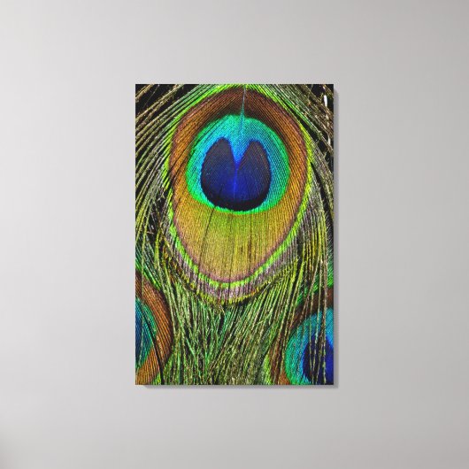雄孔雀の尾羽 キャンバスプリント (正面)