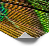 雄孔雀の尾羽 ポスター (角)