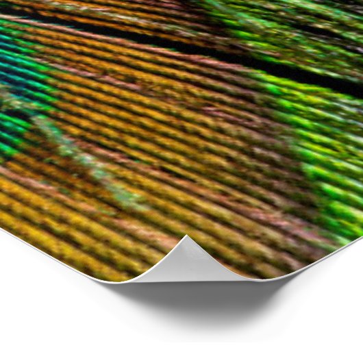 雄孔雀の尾羽 ポスター (角)