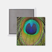 雄孔雀の尾羽 マグネット (正面/裏面)