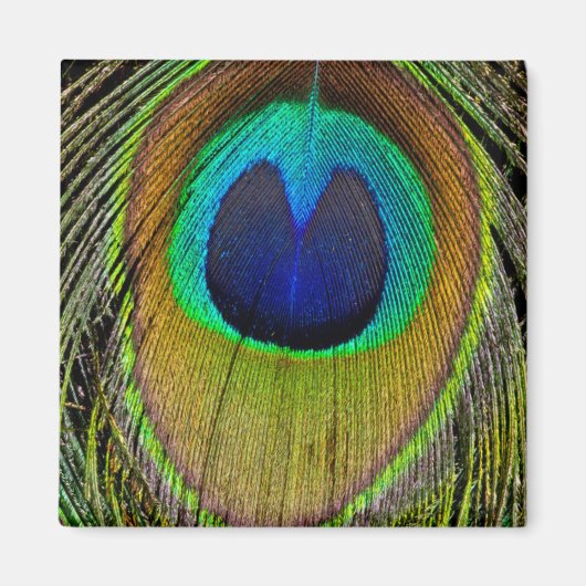 雄孔雀の尾羽 マグネット (正面)