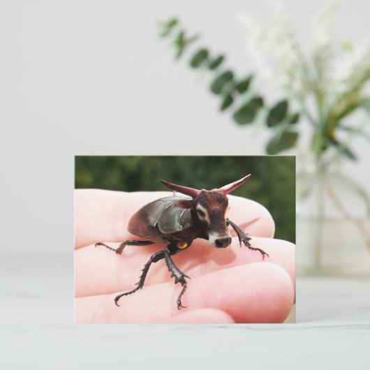 雄牛はがき ポストカード (スタンド正面)