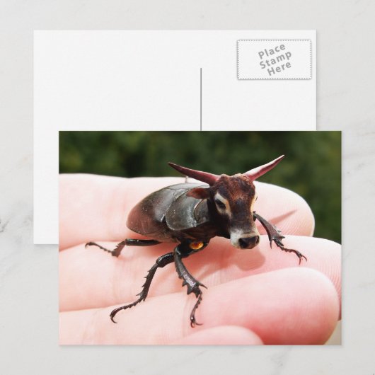 雄牛はがき ポストカード (正面/裏面)