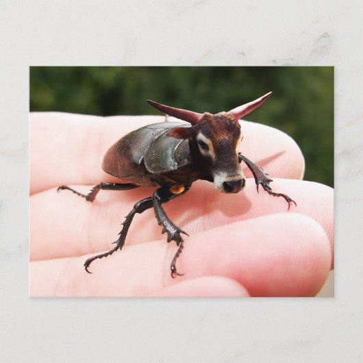 雄牛はがき ポストカード (正面)