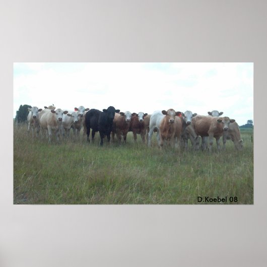 雄牛を牧草を食べること ポスター (正面)