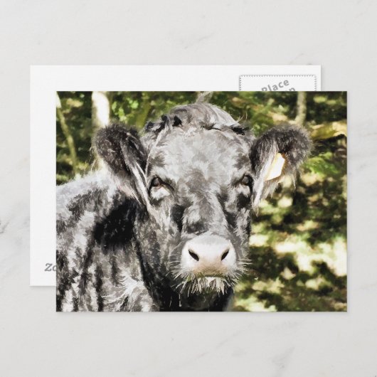 雄牛 ポストカード (正面/裏面)