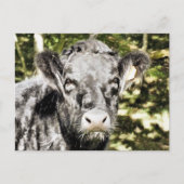 雄牛 ポストカード (正面)
