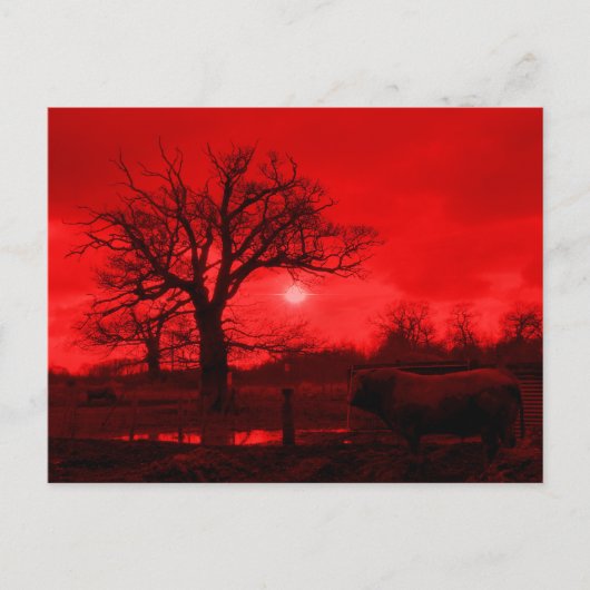 雄牛 ポストカード (正面)