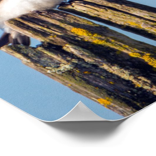 雄雌ツバメ ポスター (角)