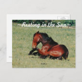 雄馬の休息 ポストカード (正面/裏面)