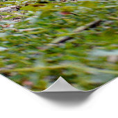 雄鶏と雌鶏 ポスター (角)