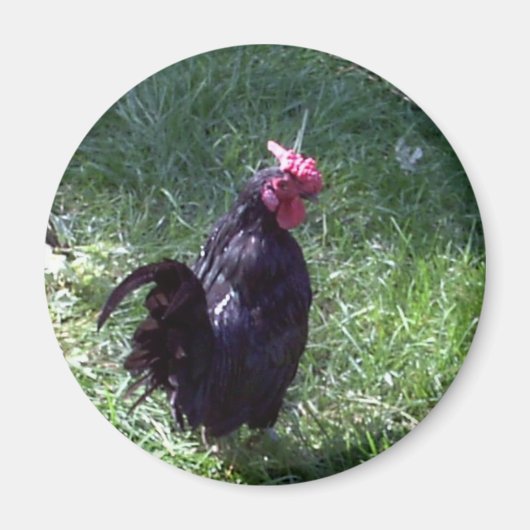 雄鶏をブラックバードに マグネット (正面)