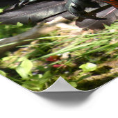 雄鶏 ポスター (角)