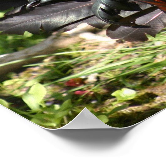 雄鶏 ポスター (角)