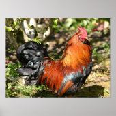 雄鶏 ポスター (正面)