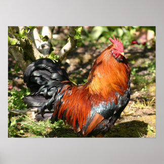 雄鶏 ポスター