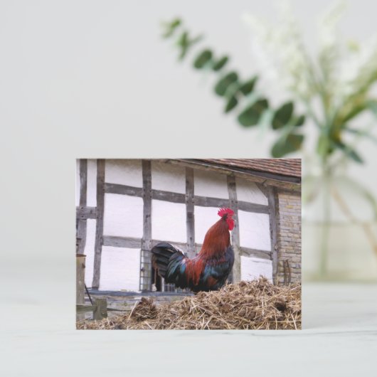 雄鶏 ポストカード (スタンド正面)