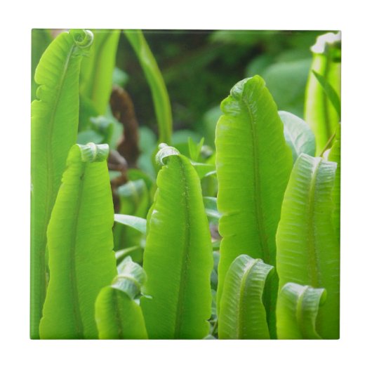 雄鹿の舌シダのタイル タイル (正面)