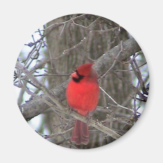 雄（鳥）ショウジョウコウカンチョウ側面図 マグネット (正面)