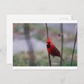 雄（鳥）ショウジョウコウカンチョウ鳥 ポストカード (正面/裏面)