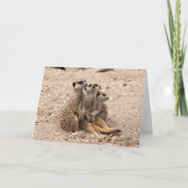 集まりの挨拶状のMeerkats カード