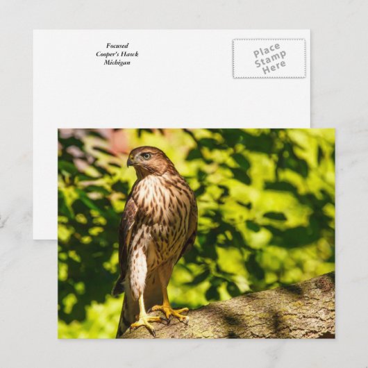 集中 ポストカード (正面/裏面)