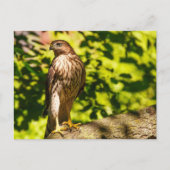 集中 ポストカード (正面)