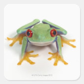 雌のカエル スクエアシール (正面)