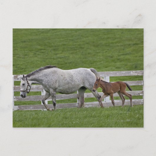 雌のサラブレッドと若い子馬 ポストカード (正面)