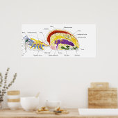 雌の二つ弁のクモの内部構造 ポスター (キッチン)