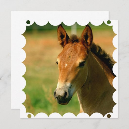 雌の子馬の馬の招待状 招待状 (正面/裏面)