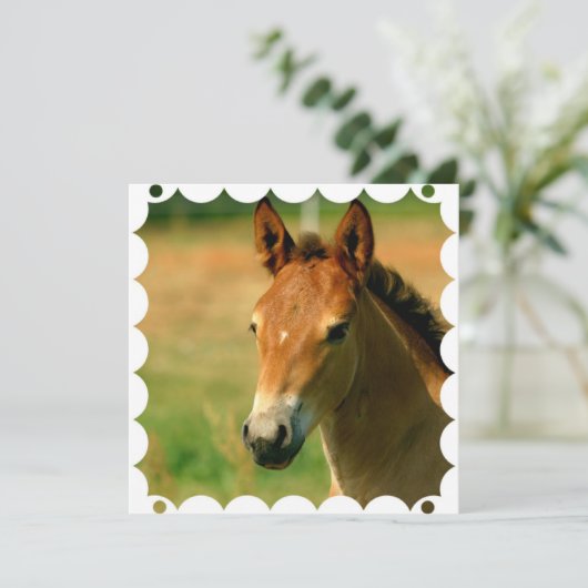 雌の子馬の馬の招待状 招待状 (スタンド正面)