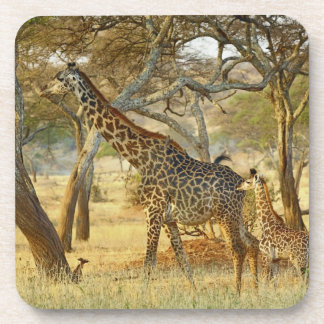 雌の成獣と幼獣のキリン, キリン属 コースター