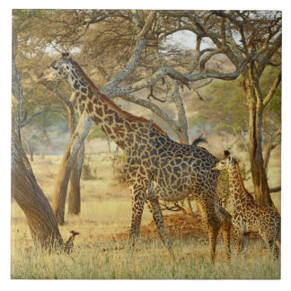 雌の成獣と幼獣のキリン, キリン属 タイル