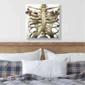 雌の胸骨とリブケージの3Dビュー キャンバスプリント (インサイチュ (寝室))